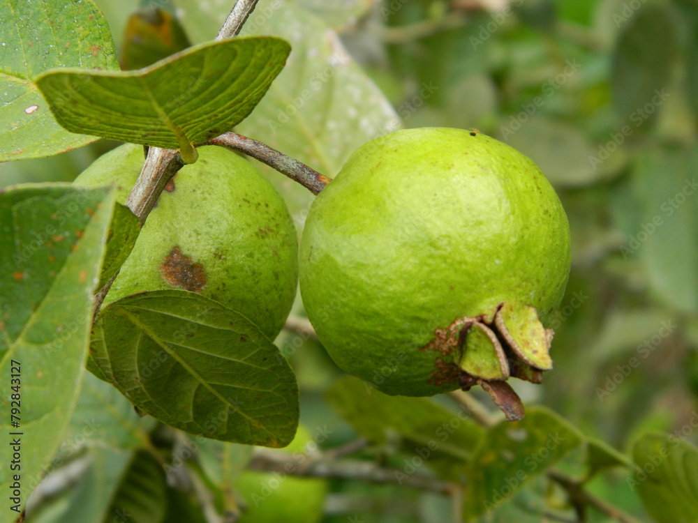 Macro photo of guava fruit still hanging from the stalk and stem of its parent in tropical areas. Macro photo of guava fruit still hanging from the stalk and stem of its parent in tropical areas.