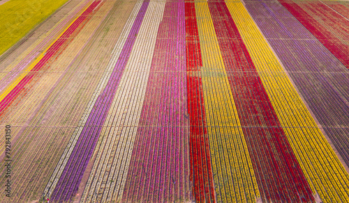 Aerial images of tulip fields photo