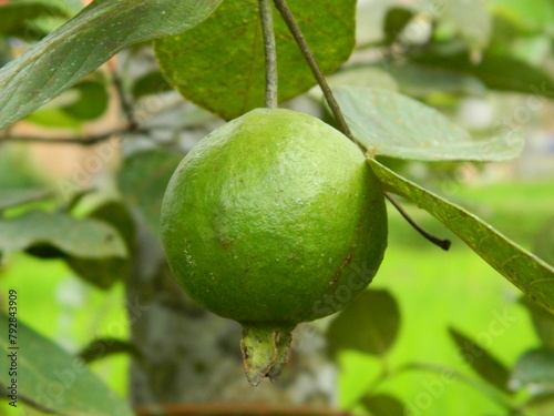 Macro photo of guava fruit still hanging from the stalk and stem of its parent in tropical areas.