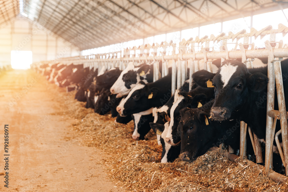 Fototapeta premium Concept Banner agriculture industry, farming and livestock. Herd of cows eating hay in cowshed on dairy farm in barn with sunlight