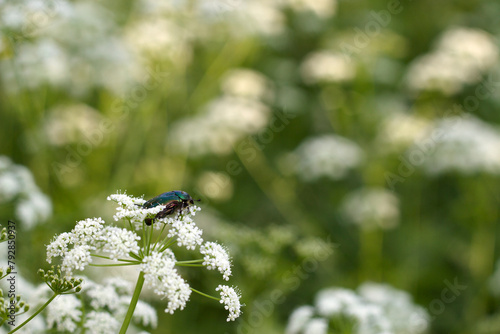 green bug on a white summer flower in wild field