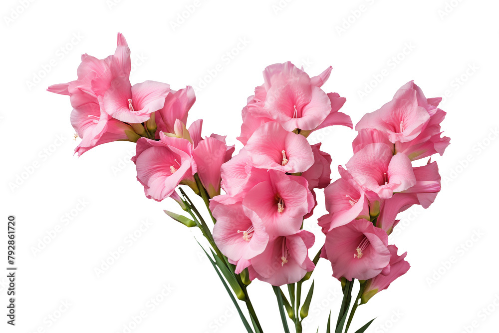 Delicate Pink Gladiolus Flowers Isolated on White