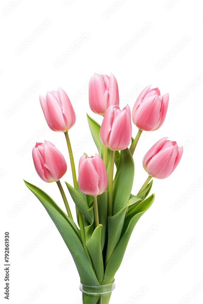 Pink Tulips with Green Leaves on isolated Pink Tulips with Green Leaves on isolated