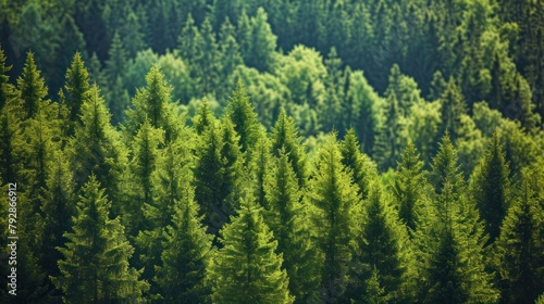 Aerial view green trees in a forest of old spruce, fir and pine