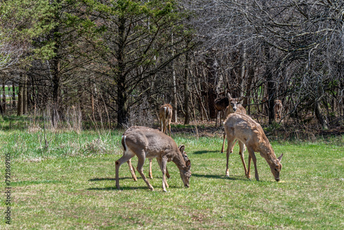 Urban Deer Feeding On Corn Provided For Them By Local Citizens In Spring