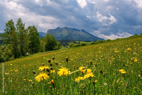 Meadow full of beautiful mountain flowers in the background of the Mala Fatra mountains  Zazriva. Discover the spring beauty of the mountains.