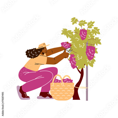 Farmer or gardener with basket collects ripe grapes vector flat illustration, cartoon harvesting of wine grapes vineyard