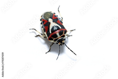 A black and red cabbage bug, Eurydema ornata eurydema ornata, Ornate Shieldbug, isolated on white background, studio phot, top view