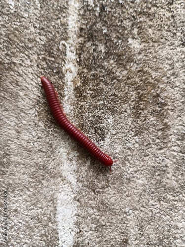 Trigoniulus corallinus, sometimes called the rusty millipede or common Asian millipede, is a species of millipede widely distributed in the Indo-Malayan region including India photo