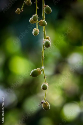 young Baccaurea motleyana fruits or rambai fruits