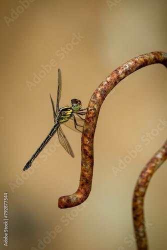 dragonfly on a rusty iron rod