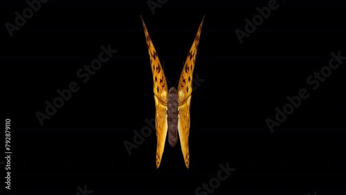Orange Spotted Butterfly. 3D animation of an Arginnis butterfly with a top view. Looped video with alpha channel. photo