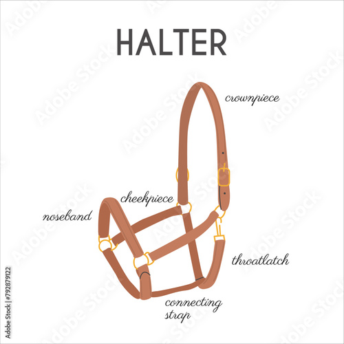 Horse Halter Parts. Infographic banner with detailed names. Stable equipment. Equestrian leather tack. Equine sports informational educational poster. Vector illustration colored flat hand drawn style
