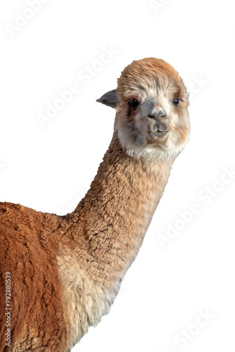 Close up portrait of red alpaca isolated on transparent background, png file