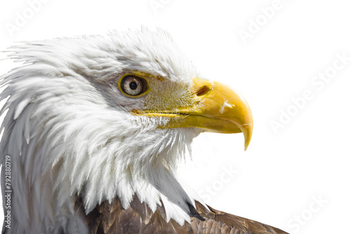Close up side view portrait of an american bald eagle head isolated on transparent background, png file
