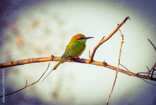 Asian Green Bee Eater in beautiful blur background at Jim Corbett National Park Forest Tiger Reserve Uttarakhand India