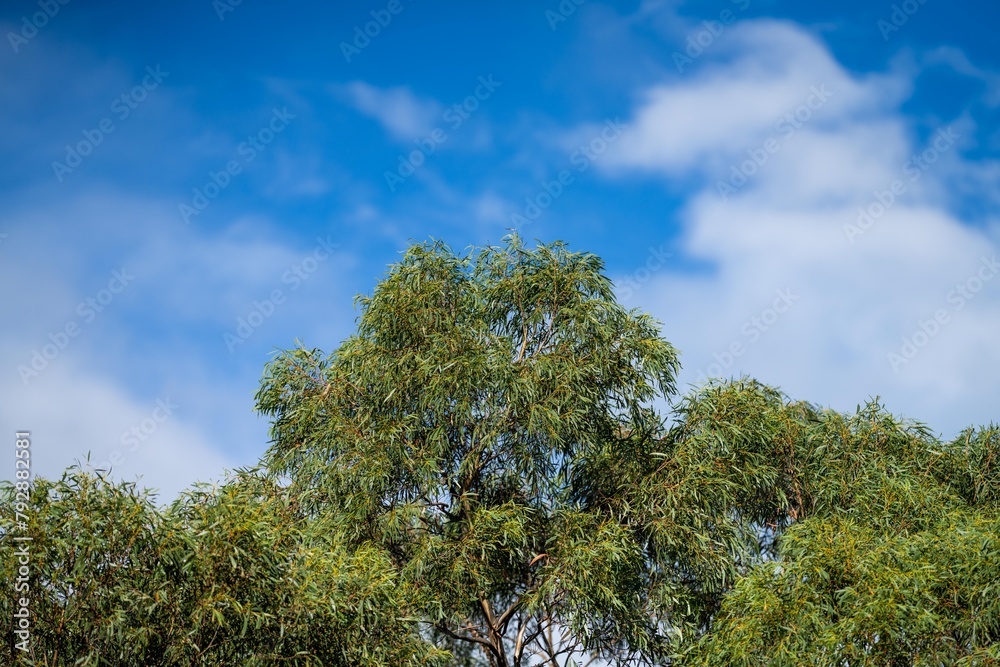 native australian plants in the bush, beautiful gum Trees and shrubs in the Australian bush forest. Gumtrees and native plants growing in Australia in spring native australian plants in the bush, beautiful gum Trees and shrubs in the Australian bush forest. Gumtrees and native plants growing in Australia in spring