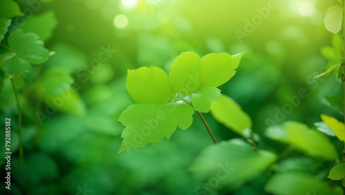 A close up of a cluster of bright green leaves