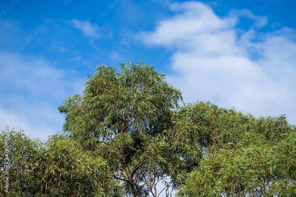 native australian plants in the bush, beautiful gum Trees and shrubs in the Australian bush forest. Gumtrees and native plants growing in Australia in spring native australian plants in the bush, beautiful gum Trees and shrubs in the Australian bush forest. Gumtrees and native plants growing in Australia in spring