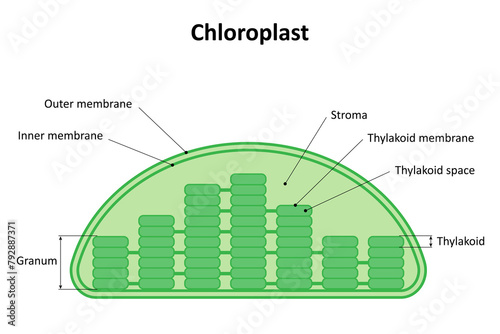 The structure of the chloroplast. Diagram.