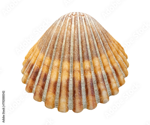 seashell, isolated image on transparent background
