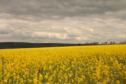 A field of yellow flowers © parpalac