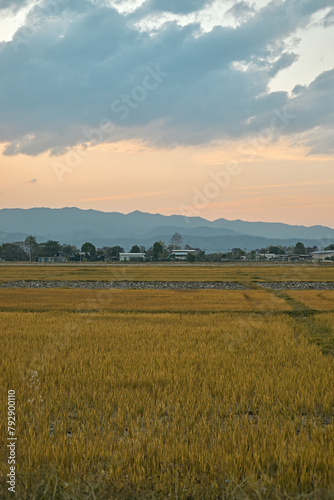 Golden fields in Northern Thailand photo