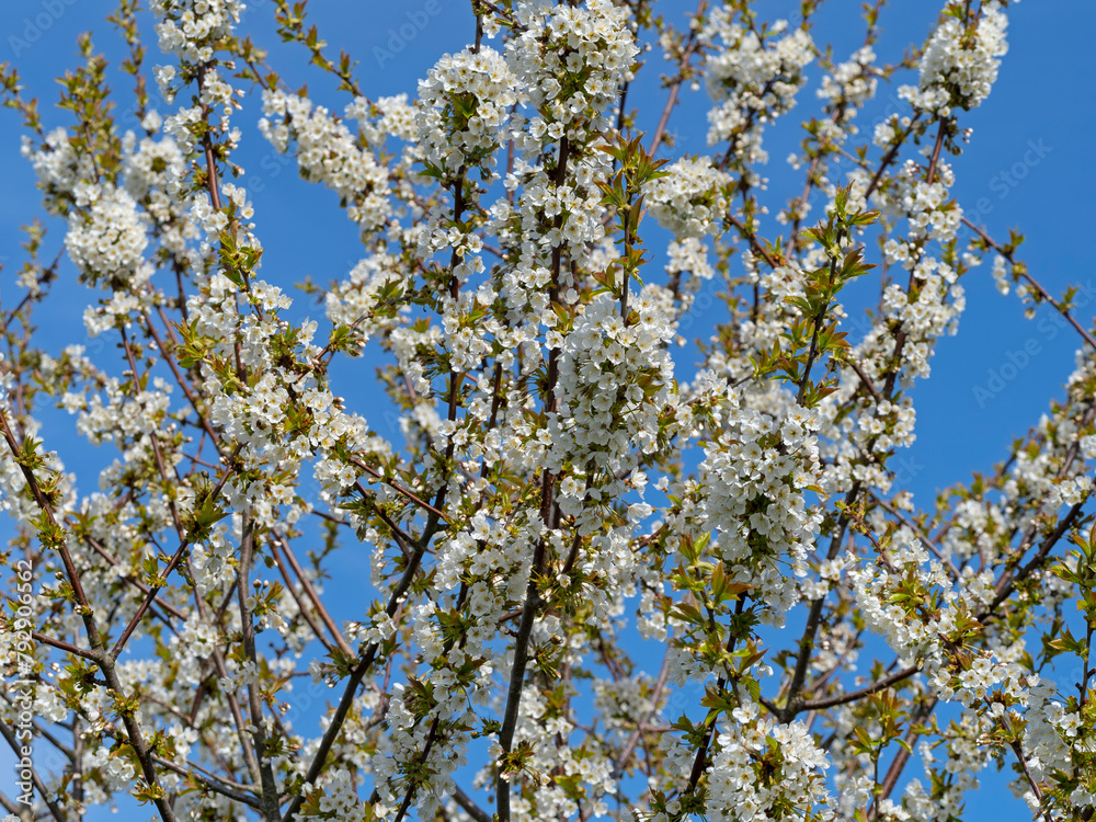 Wild cherry (Prunus avium) in flower, Norfolk, England, UK, March. Wild cherry (Prunus avium) in flower, Norfolk, England, UK, March.