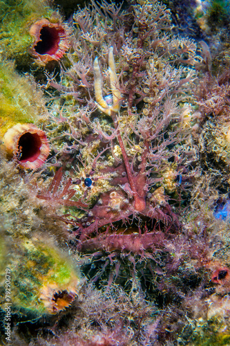 Tassled anglerfish (Rhycherus filamentosus) is almost perfectly camouflaged as it hides amongst marine life, waiting to ambush prey attracted to worm life lure. Victoria, Australia.  photo