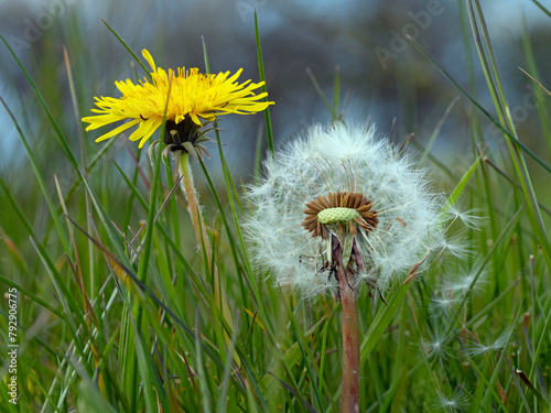 Dandelion (Taxaxacum officinale) seed heads and flowers, England, UK,  photo