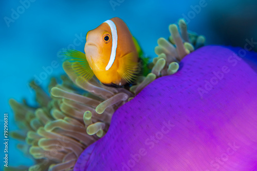 Portrait of Maldives anemonefish (Amphiprion nigripes) with its host magnificent sea anemone (Heteractis magnifica) on a coral reef. Laamu Atoll, Maldives. Indian Ocean  photo