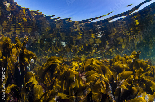 Reflections of a kelp forest (Laminaria hyperborea) in shallow water. Farne Islands, Northumberland, England, United Kingdom. North Sea. 