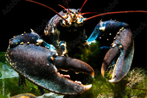 European lobster (Homarus gammarus) on the Wreck of the Rosalie. North Norfolk, United Kingdom. North Sea. 