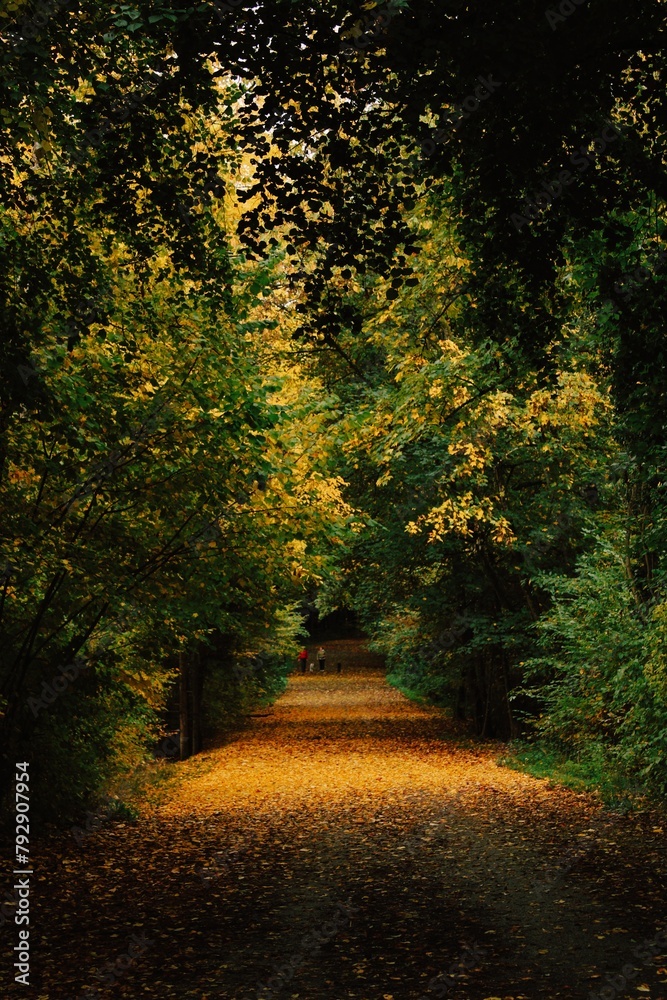 Fototapeta premium Nature, forest