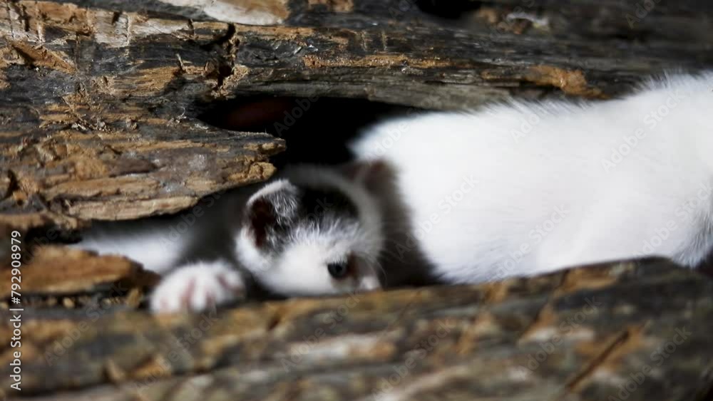 Curious kitten peeks out from a dug log. Its big eyes stared at the camera. Curious kitten peeks out from a dug log. Its big eyes stared at the camera.
