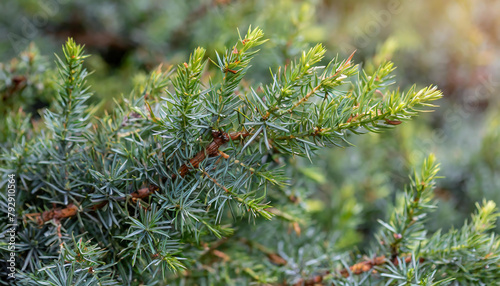 Fir tree branch with cones and needles close up. Coniferous forest.