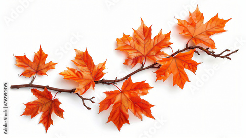 Branch of autumn orange maple leaves isolated on white