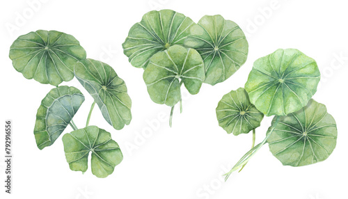 Centella asiatica, gotu cola green bouquets. Hand drawn Asiatic pennywort watercolor botanical illustration, isolated elements for cosmetics, packaging, beauty, labels, herbal dietary supplements photo