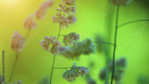 Dactylis glomerata, also known as cock's-foot, orchard grass, or cat grass (due to its popularity for use with domestic cats) is a common species of grass in the genus Dactylis. photo