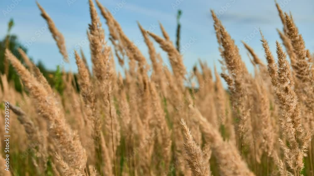 Small Reed Grass Calamagrostis epigejos, common names wood small-reed or bushgrass, is ...