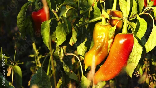 Capsicum annuum is plant genus Capsicum native to southern North America, Caribbean, and northern South America. photo