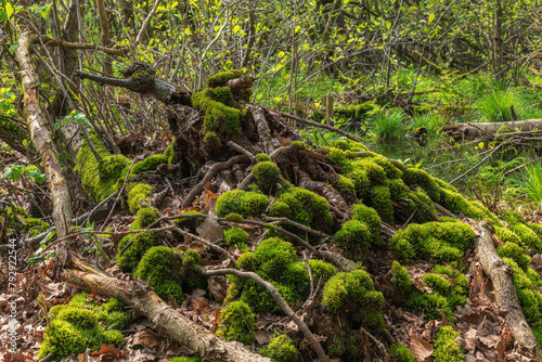 Waldspaziergang Moor