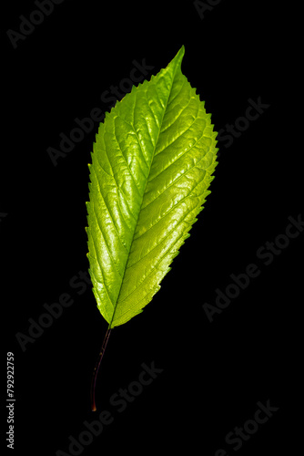 Green young cherry leaf. Isolate on a black background.