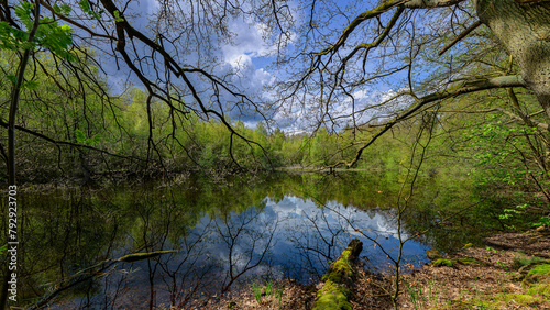 Waldspaziergang Moor