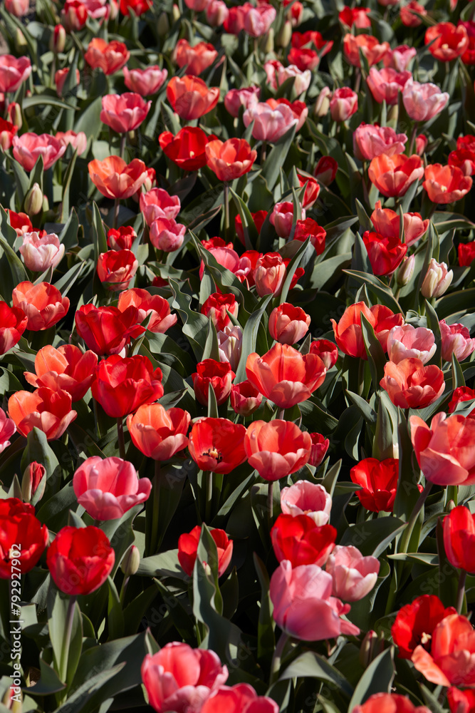 Obraz premium Tulip flowers and field in red and pink colors texture background in spring sunlight