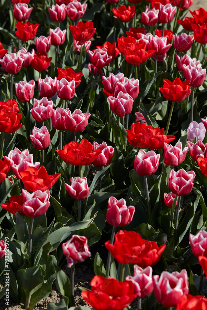 Tulip flowers in red and pink with white border colors texture background in spring sunlight