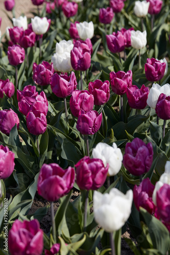 Tulip flowers in purple and white colors texture background  in spring sunlight