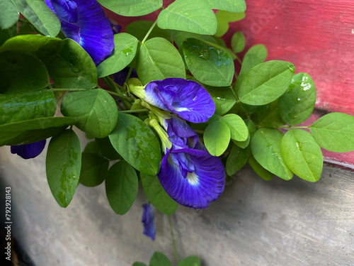 Blue flower of Clitoria ternatea, also known as bunga telang, Asian pigeonwings, bluebellvine, blue pea, butterfly pea, cordofan pea or Darwin pea