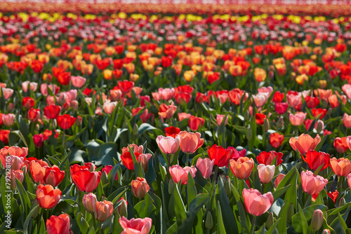 Tulip flowers in red, pink and yellow colors with green leaves texture background and field in spring sunlight
