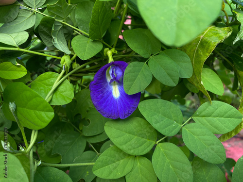 Blue flower of Clitoria ternatea, also known as bunga telang, Asian pigeonwings, bluebellvine, blue pea, butterfly pea, cordofan pea or Darwin pea